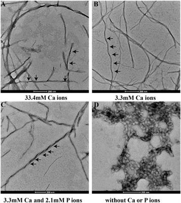 Calcium interactions in amelogenin-derived peptide assembly